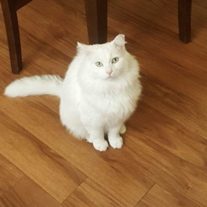 feline-leukemia-virus-(felv)
