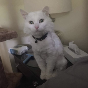 Zakk with Feline Leukemia Virus