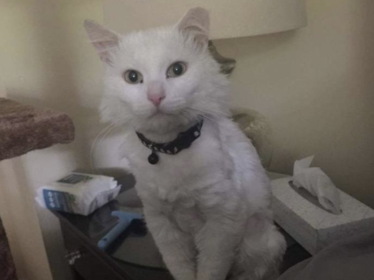 Zakk with Feline Leukemia Virus