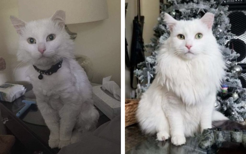 Zakk Before and After pic