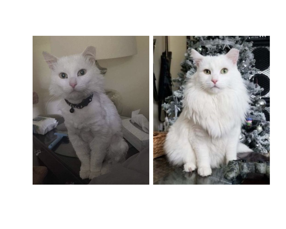 raw-cat-food-diet-before-after-pictures