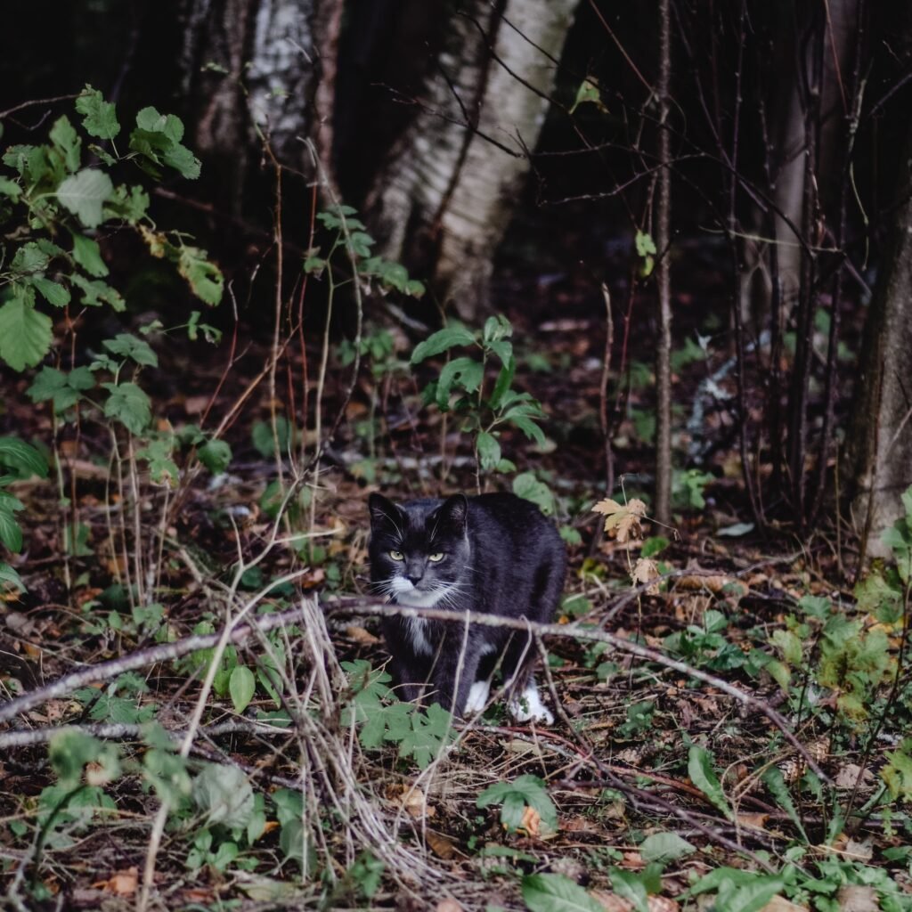 cat in the wild