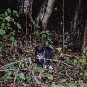 species-specific diet