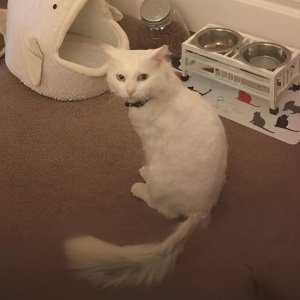 feline-leukemia-virus-in-cats