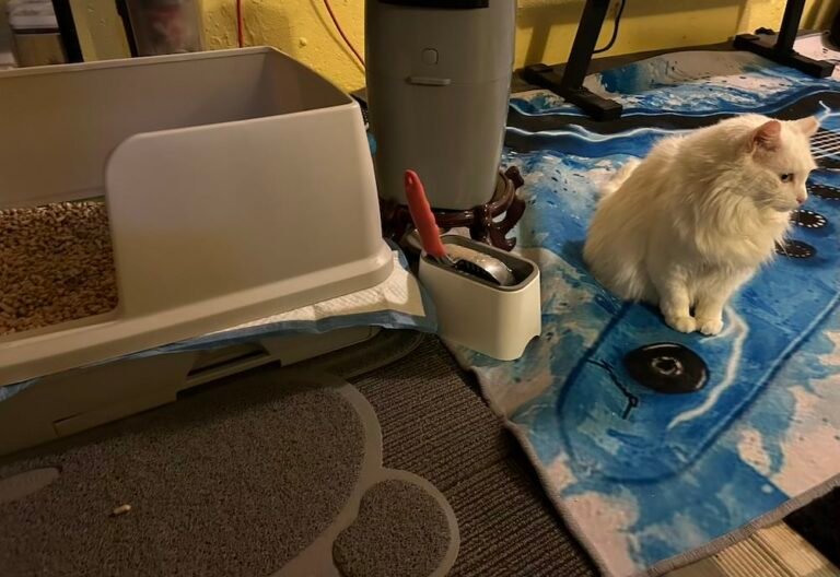 large-cat-litter-box