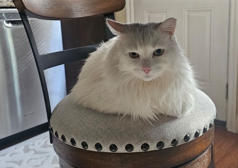 raw-cat-food-diet