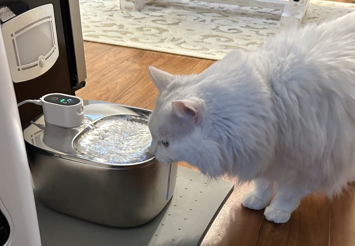 zakk drinking from his stainless steel water fountain